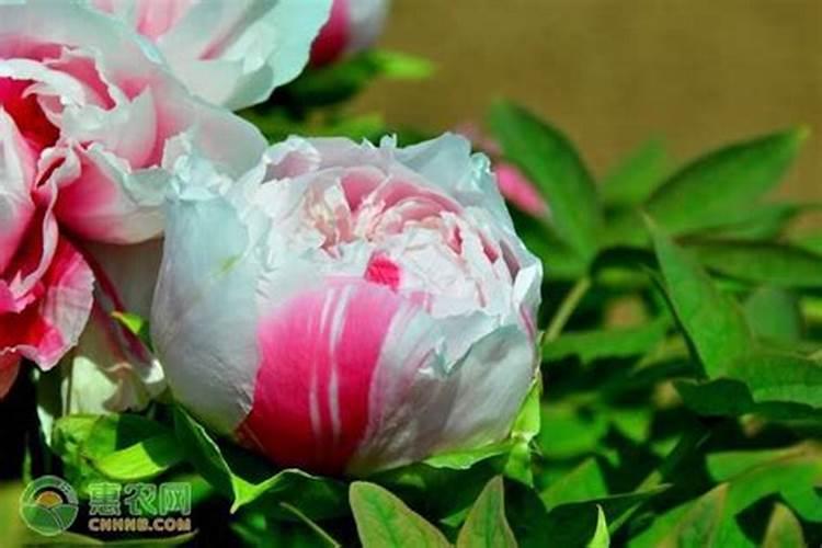 施什么肥可以促进开花