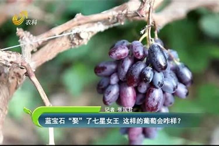 葡萄树施什么肥最好