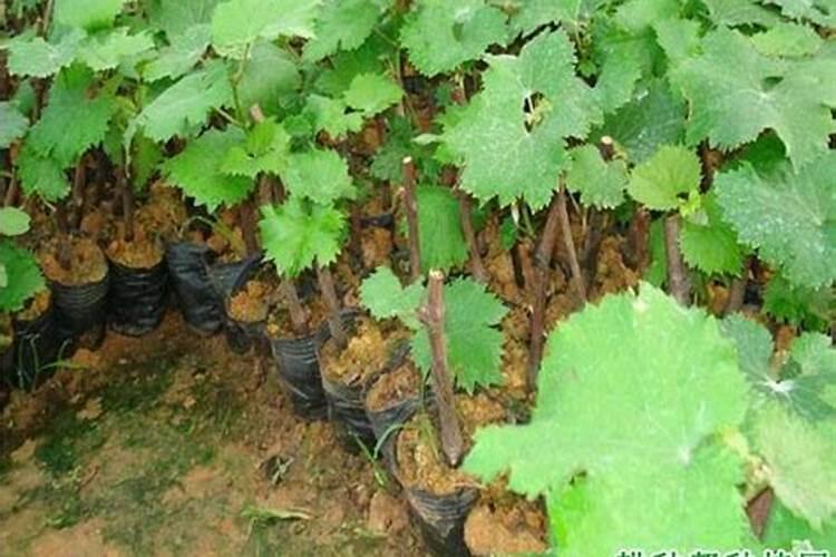 葡萄果穗拉花、保果、无核、保鲜处理详解!
