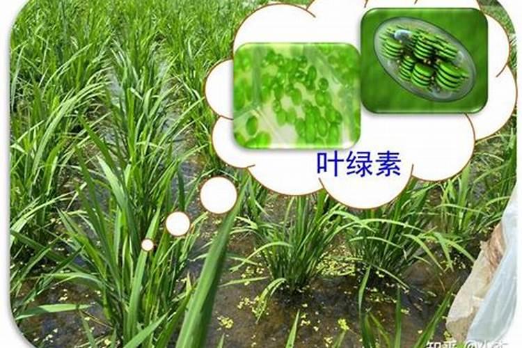 氮元素影响光合作用