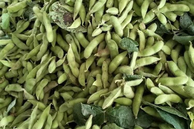 枣子和苹果谁最先成熟？