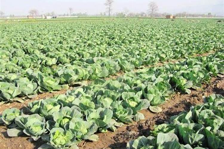 7月播种的植物;卷心菜什么时候种如何正确施肥