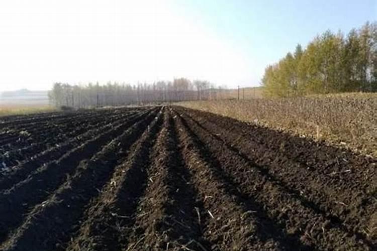 东北黑土地与其他土壤相比有什么不同之处？