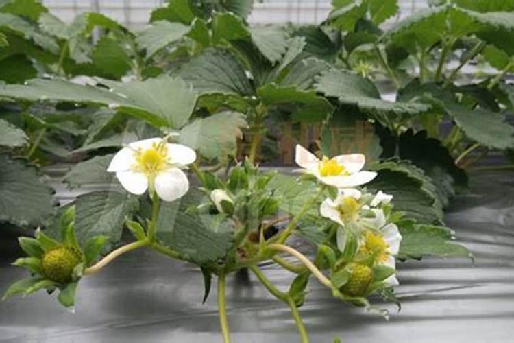 草莓花期可以施肥吗 草莓花期需要施肥吗