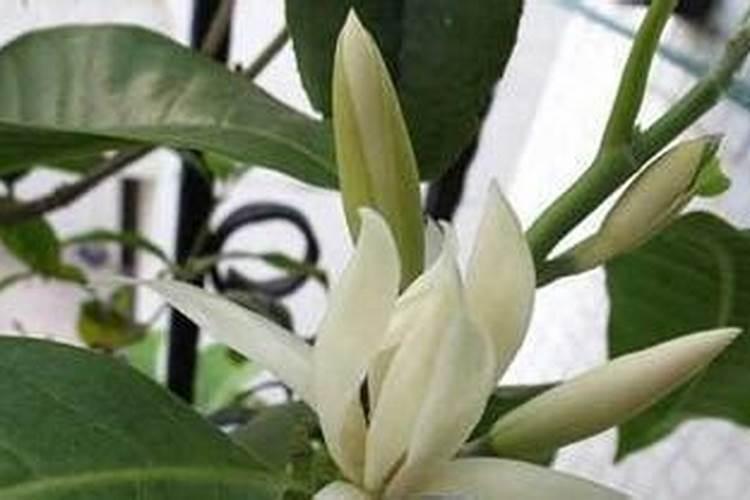白兰花施什么肥料最好