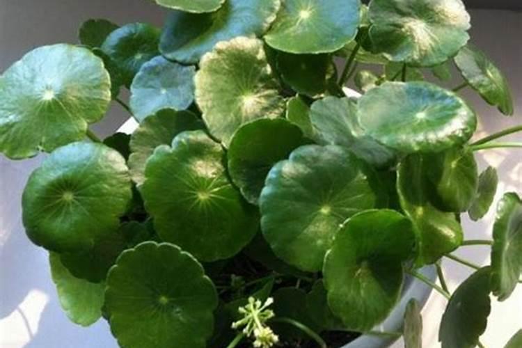 氮肥适合浇什么花