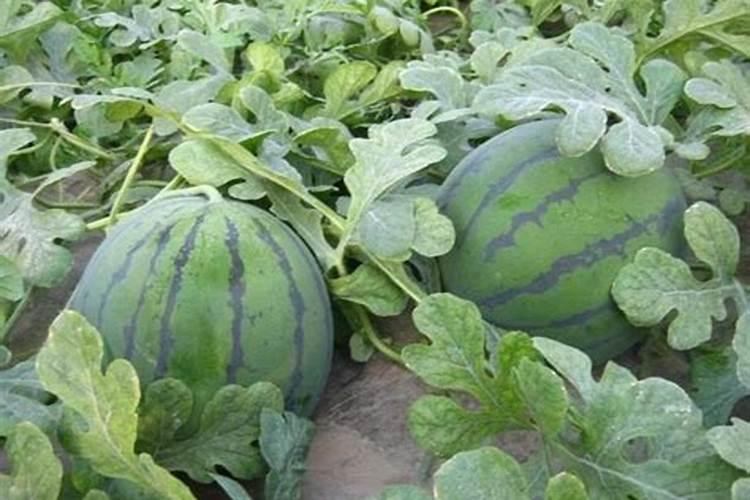 西瓜用什么肥料增甜