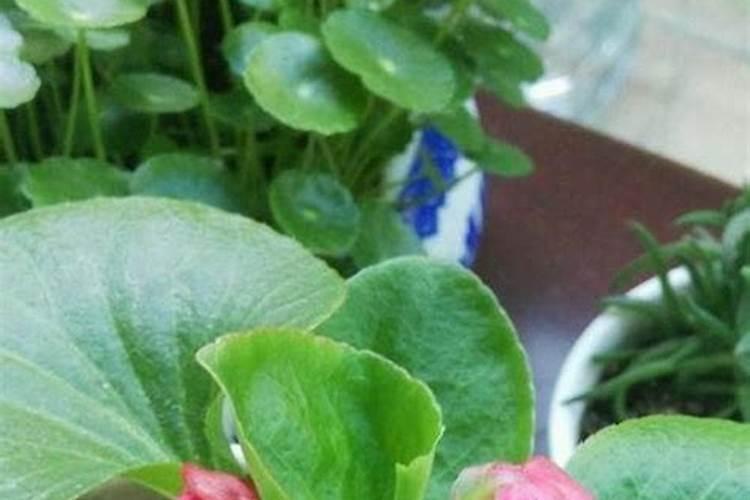 四季海棠几月开花四季海棠花期如何施肥
