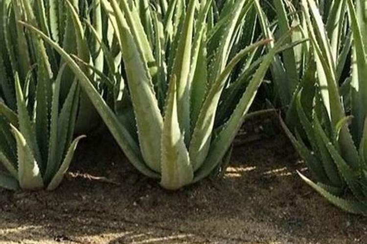 芦荟喜欢什么肥料