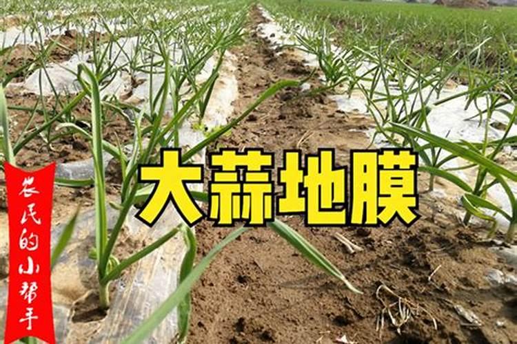 水稻专用肥可以种蔬菜吗？