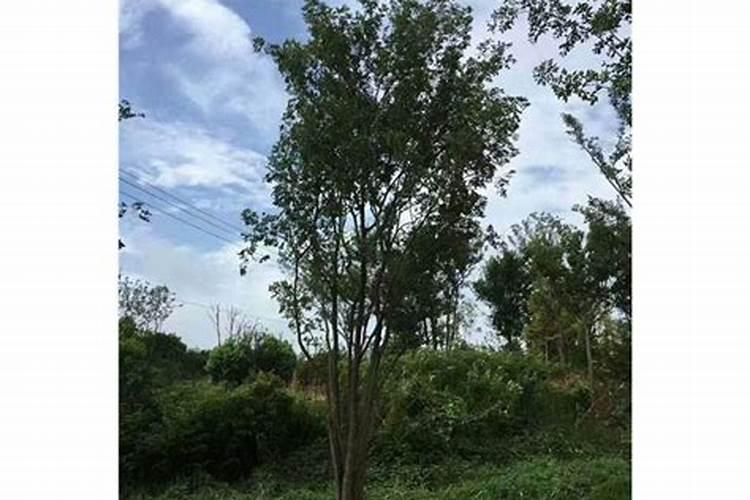 朴树的施肥方法及时间简单介绍 朴树的施肥方法及时间