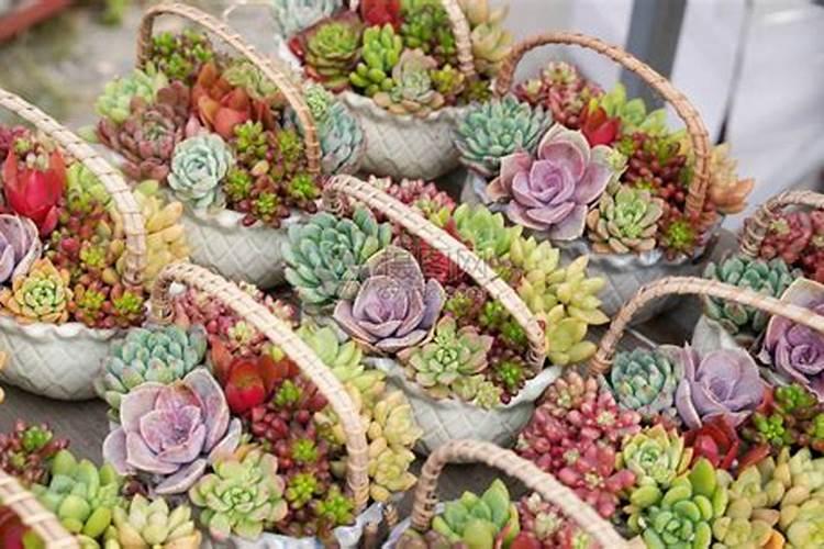 仙葩颗粒控释肥可以给食虫植物用吗