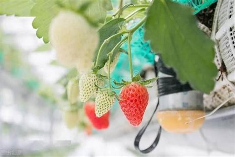 种草莓要施什么肥料才长出又大又甜的果实？