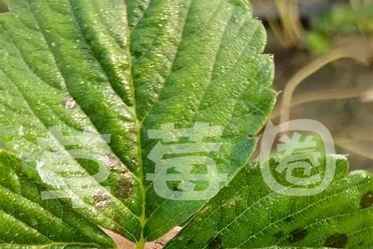 草莓要用什么肥料来促进生长