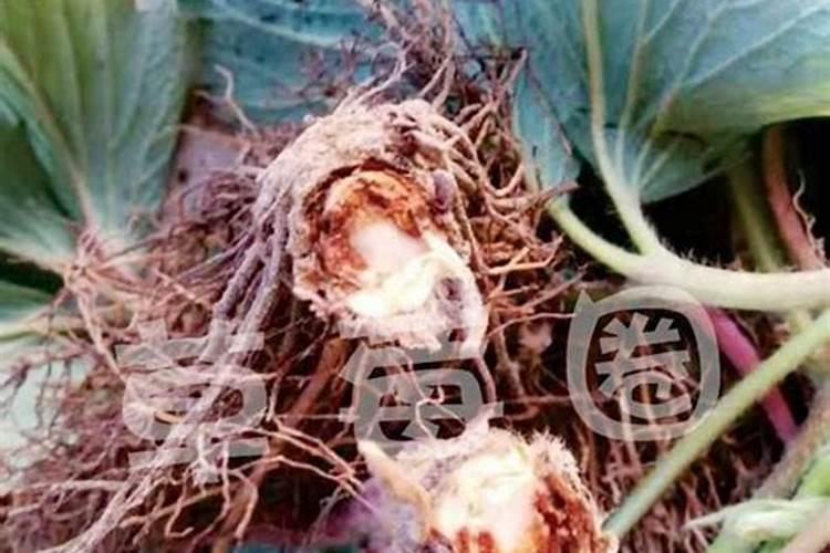 农村种植的草莓处于开花季节,应该施什么肥呢？为什么？