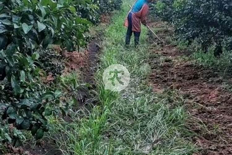 简述柑橘的施肥时期和施肥方法