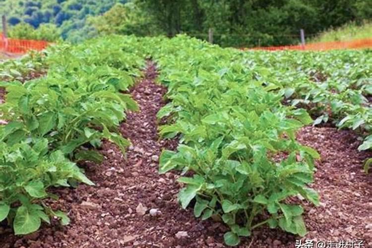 种植土豆不下底肥用沟施可以么 种植土豆可以用底肥吗