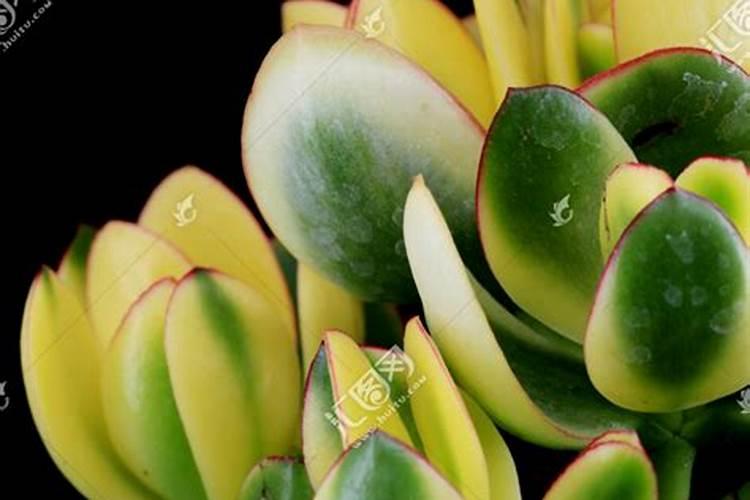 花月锦怎么养