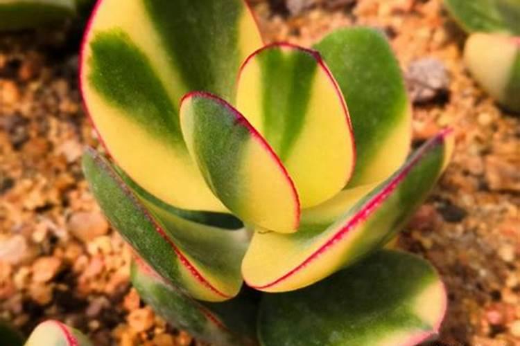花月锦怎么养