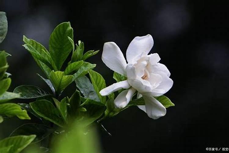 栀子花如何剪枝