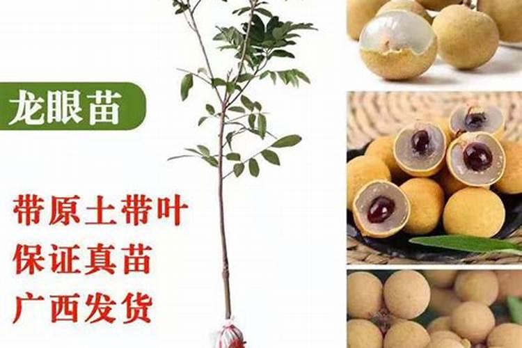 龙眼幼树的施肥原则 怎么施肥能高产