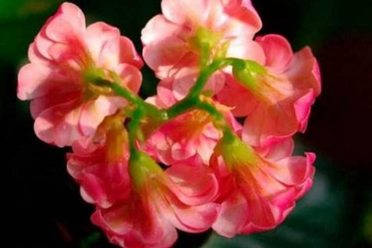 红钻花施什么肥最好