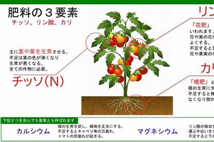 农作物肥料的“三要素”是什么？(