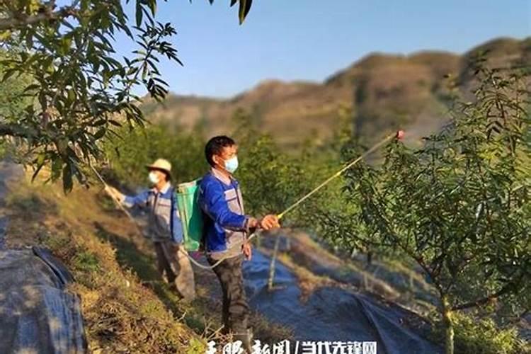 花椒树施什么肥