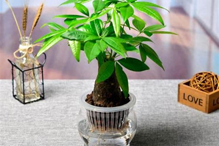 番茄自然放置的情况下能维持多久新鲜？