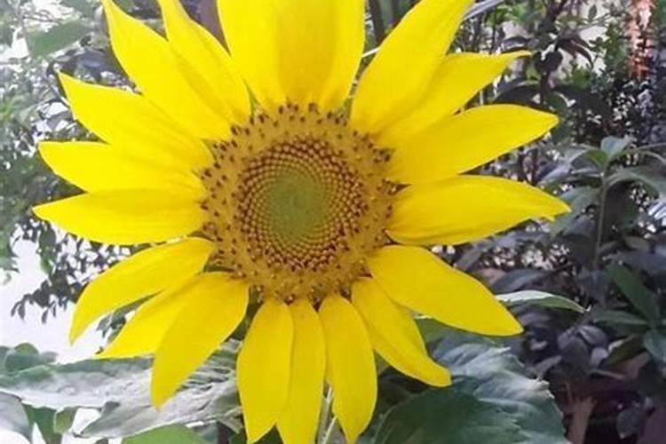 葵花怎么追肥,该追含哪些元素的肥料？