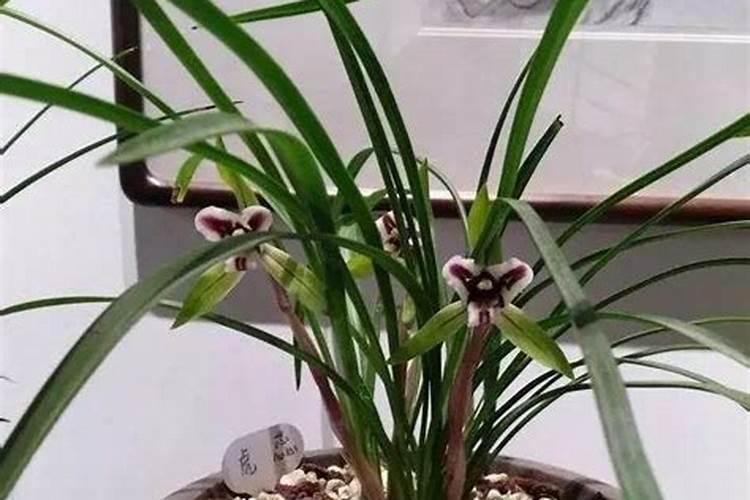 多菌灵可以浇兰花吗
