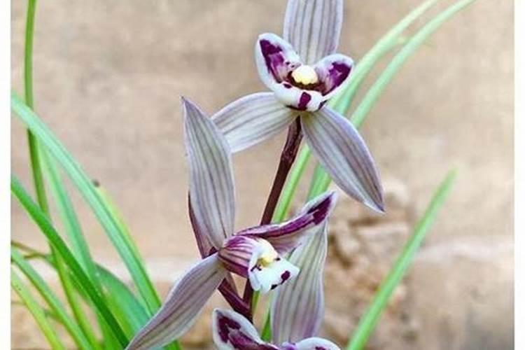 多菌灵可以浇兰花吗