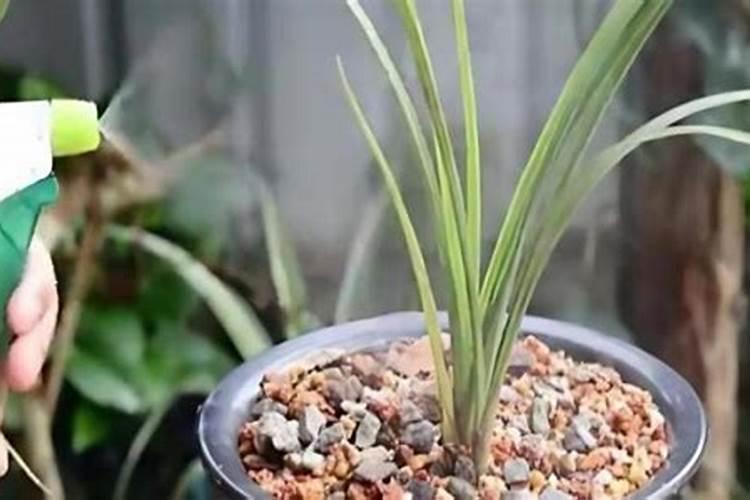 请问百菌灵怎么用？能给兰花、丽格海棠用吗？