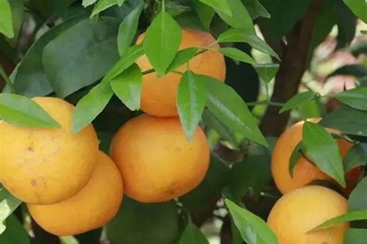 沃柑用什么肥料最好