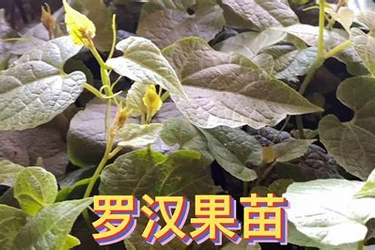 大太阳种下的罗汉果苗叶子下垂怎么办