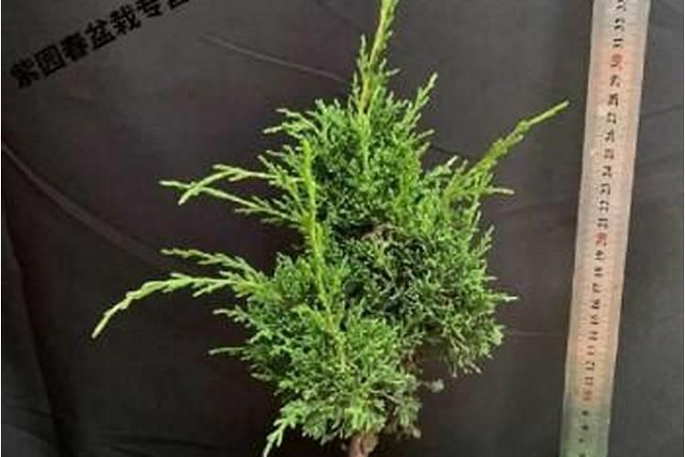 蓝靛果日常养护常识