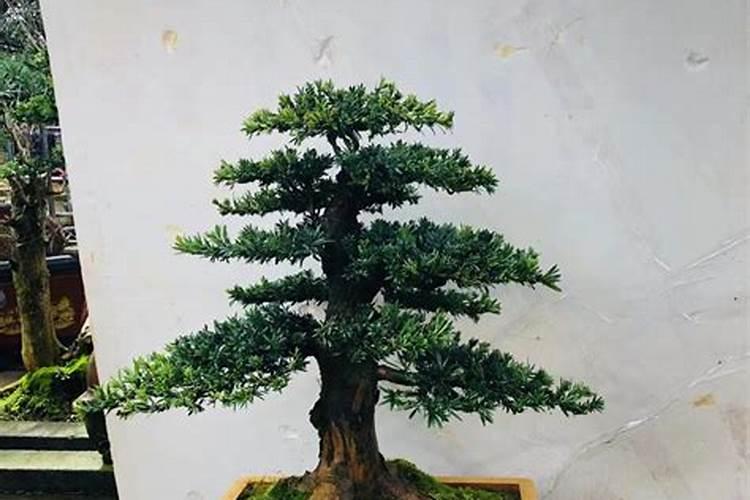 冬天如何养护花草