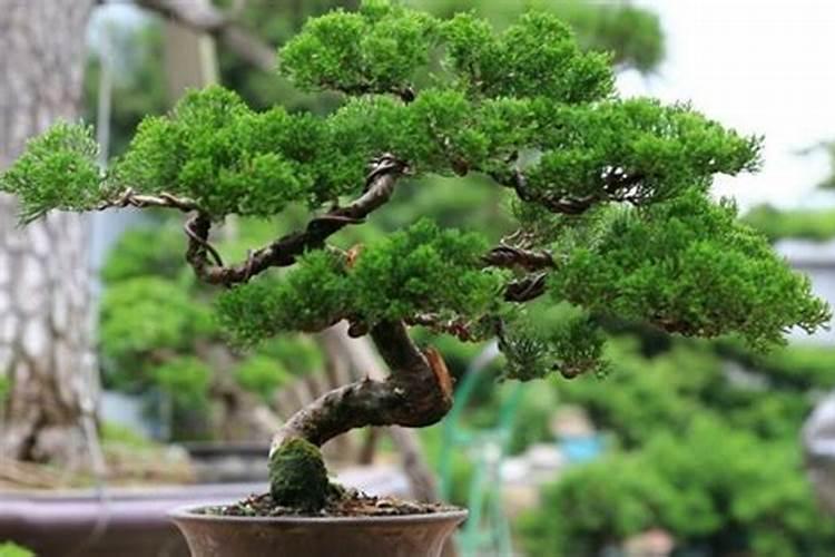 适合北方秋冬季节栽植的花草植物有哪些？ PS:室外栽植,好打理的。百度...