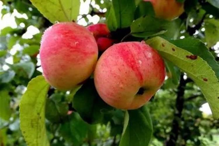 苹果施肥量,如何确定苹果每亩施肥量