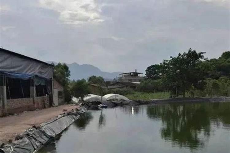 养殖虾塘水面上有一层红绣水怎么了