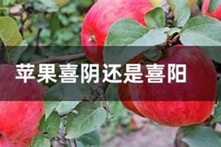 苹果树秋施基肥用什么复合肥