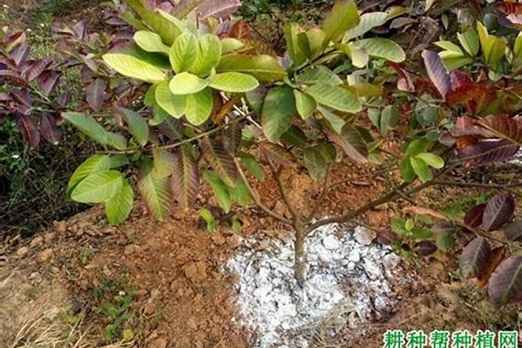 石榴幼苗秋后能不能喷叶面肥