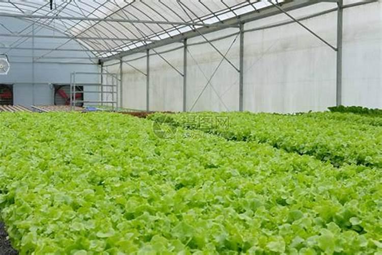生菜种苗多久施肥 生菜种植多长时间需要施肥