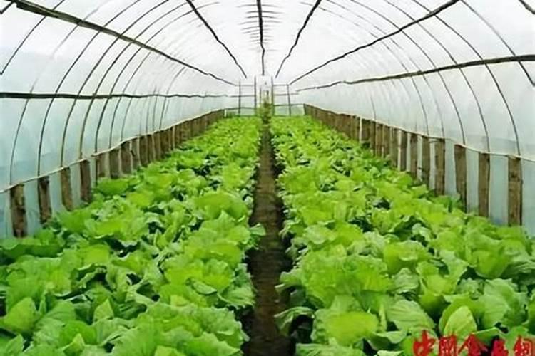 生菜追肥可以用尿素吗