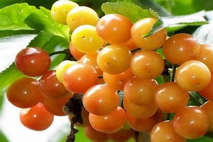 樱桃树春季施什么肥好