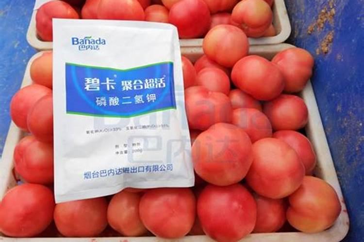 月季花冬天施什么肥料