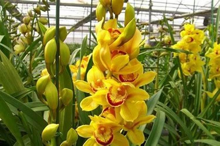 大花蕙兰用什么肥料