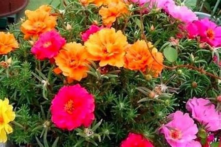 夏季太阳花怎么养护花开满盆