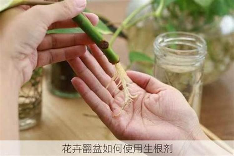 红糖做生根肥配方,生根肥怎样正确使用