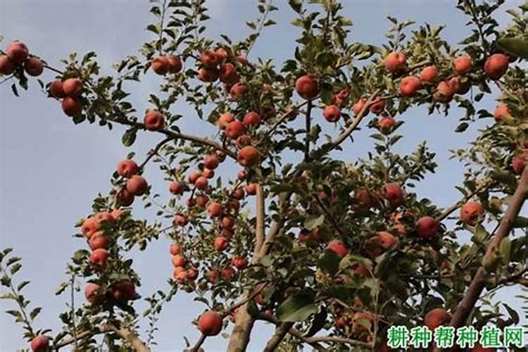 果树促花用什么叶面肥好？